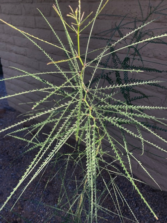 May 26 - Mexican Palo Verde sapling.